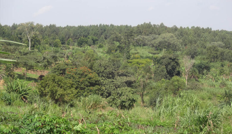 ECOTRUST Offers A Conservation Agreement to Bunyoro Kingdom to Save Bugoma Forest